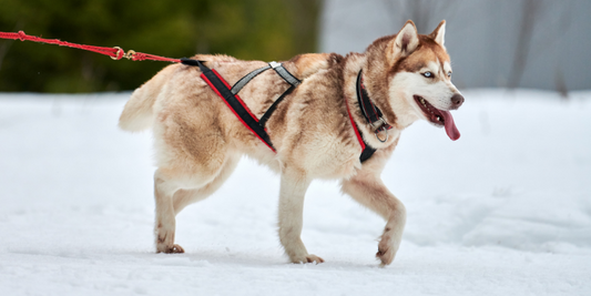 Köpek Göğüs Tasması Seçerken Dikkat Etmemiz Gereken 3 Püf Nokta