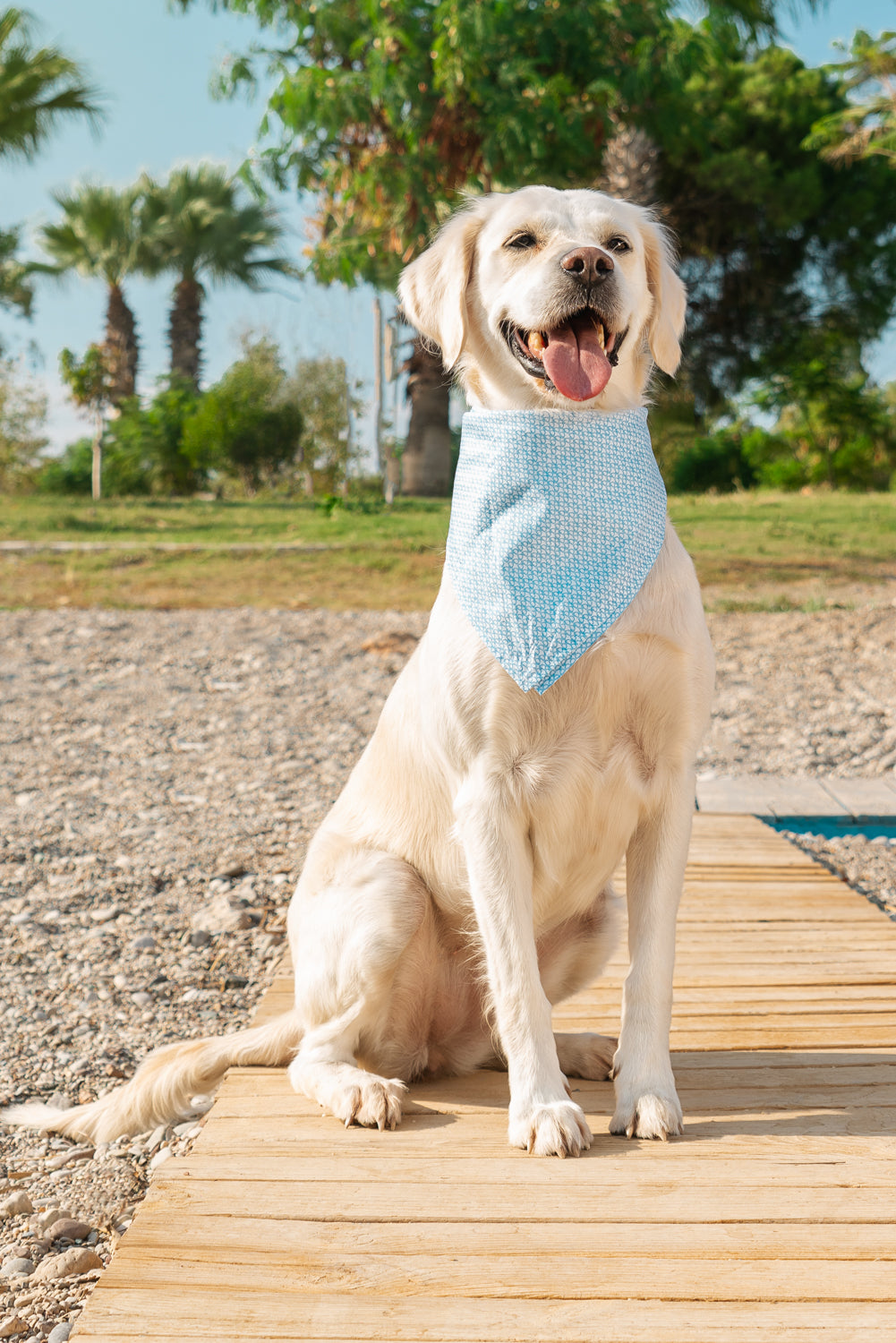 Köpek Bandana - Malaga